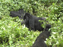 Una familia de gorilas de las monta&ntilde;as, en su h&aacute;bitat natural entre las fronteras de Ruanda, Uganda y el Congo.