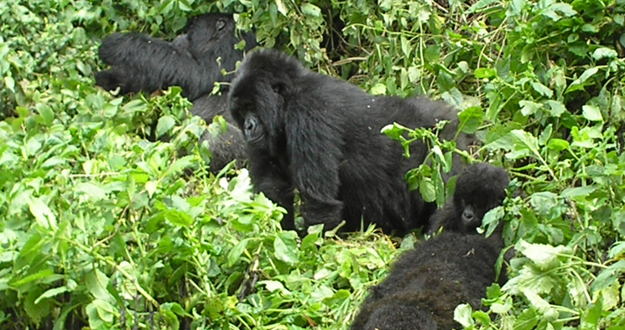 Una familia de gorilas de las montañas, en su hábitat natural entre las fronteras de Ruanda, Uganda y el Congo. Una familia de gorilas de las montañas, en su hábitat natural entre las fronteras de Ruanda, Uganda y el Congo.