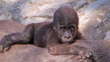 El peque&ntilde;o gorila nacido en el zoo de Madrid el pasado mes de julio