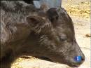 Ir al Video&nbsp;Got ,el primer toro bravo clonado en Espa&ntilde;a.