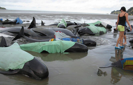 Gran cantidad de ballenas varadas en las costas de Nueva Zelanda