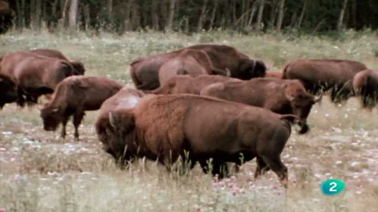 El hombre y la tierra - Gran fauna canadiense - Primera parte