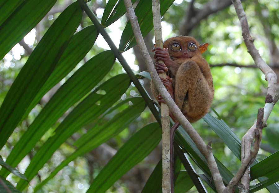 Los grandes ojos del pequeño Tarsier