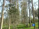 Ir al Video&nbsp;Greenpeace quiere que se limiten las plantaciones de eucalipto
