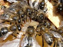 Un grupo de abejas trabajando en el interior de la colmena