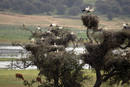 Cig&uuml;e&ntilde;as en los alrdedores de Do&ntilde;ana