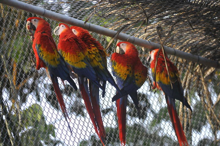 Guacamaya roja
