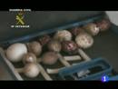 Ir al Video&nbsp;La Guardia Civil desarticula una red que se dedicaba al expolio de aves rapaces protegidas