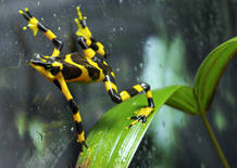 A Harlequin frog is seen at the El Nispero Zoo in El Valle town
