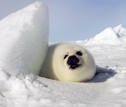 A harp seal pup lies on an ice floe in Canada