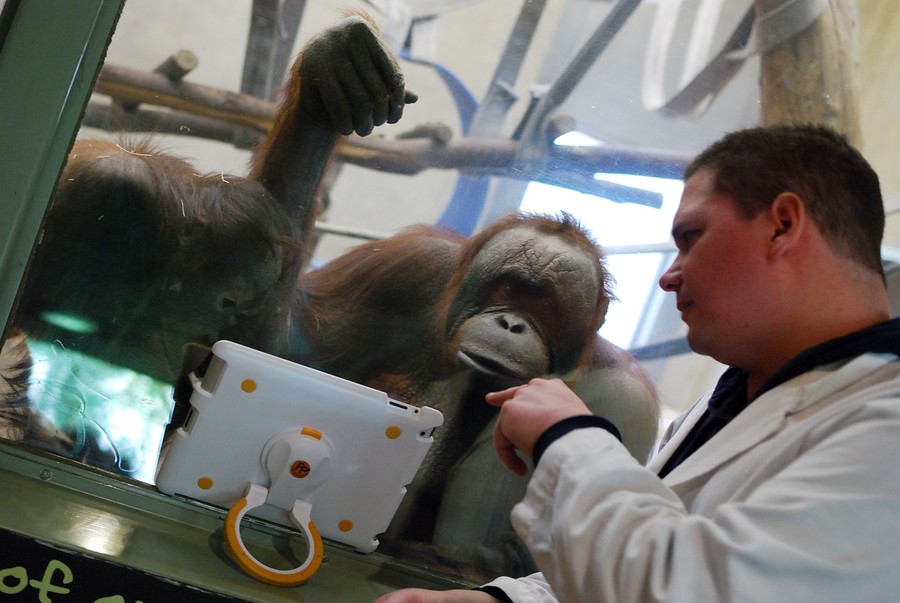 Hasta los orangutanes usan la videoconferencia