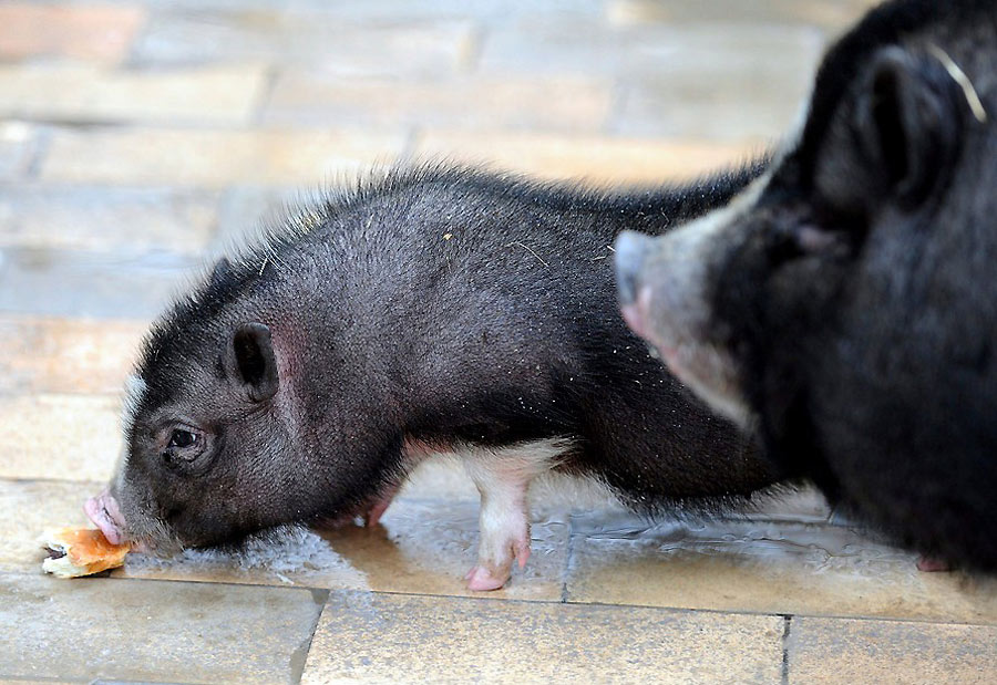 Hasta la &uacute;ltima miguita