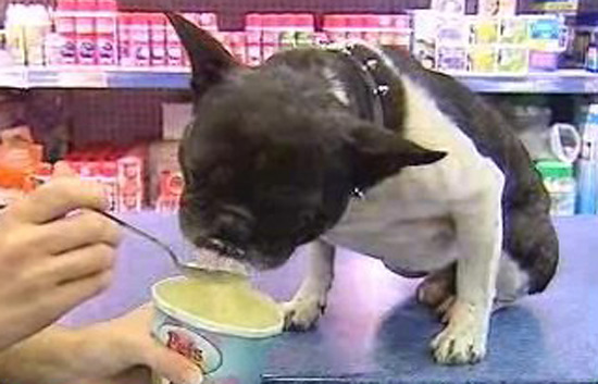 Espa&ntilde;a Directo - Helados para mascotas
