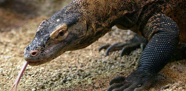 La hembra de drag&oacute;n de Komodo reci&eacute;n llegada al Zoo de Barcelona
