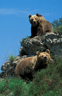 Las hembras asturianas 'Paca' y 'Tola'
