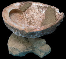 Una de las conchas de caracol marino usada como recipiente para almacenar el ocre.