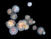 Cuando una colonia genera los huevos de coral, sus embriones suelen ser del mismo tamaño. Cuando una colonia genera los huevos de coral, sus embriones suelen ser del mismo tamaño.