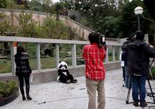 Un hombre disfrazado de oso panda, antes de la llegada de Tuantuan y Yuanyuan