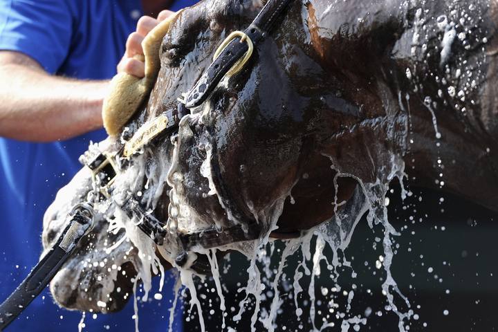 Un hombre lava a un caballo en Baltimore