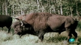 Video: El hombre y la tierra - Gran fauna canadiense - Primera parte