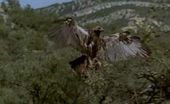 Ver v&iacute;deo  'El hombre y la tierra - El &aacute;guila imperial - Primera parte'