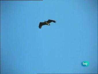 Ver v&iacute;deo  'El hombre y la tierra - El &aacute;guila imperial - Segunda parte'