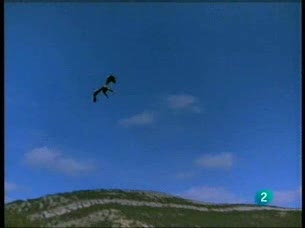 Ver v&iacute;deo  'El hombre y la tierra - El &aacute;guila imperial, una especie en peligro cr&iacute;tico de extinci&oacute;n, por F&eacute;lix Rodr&iacute;guez de la Fuente'