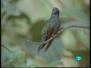 El hombre y la tierra - La cría de los tucucitos, colibríes, en Venezuela