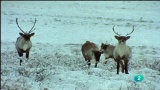 Video: El hombre y la tierra - Invierno en Canad&aacute;