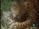 El hombre y la tierra - El Jaguar, el rey de la selva venezolana
