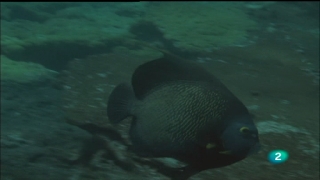Ver v&iacute;deo  'El hombre y la tierra - El mundo del coral'