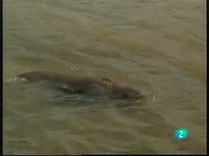 Ver v&iacute;deo  'El hombre y la tierra - Teo, la nutria amiga de F&eacute;lix Rodr&iacute;guez de la Fuente'