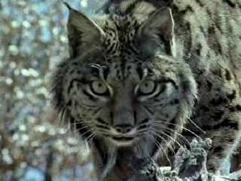 Ver v&iacute;deo  'El hombre y la tierra - El &uacute;ltimo lince'