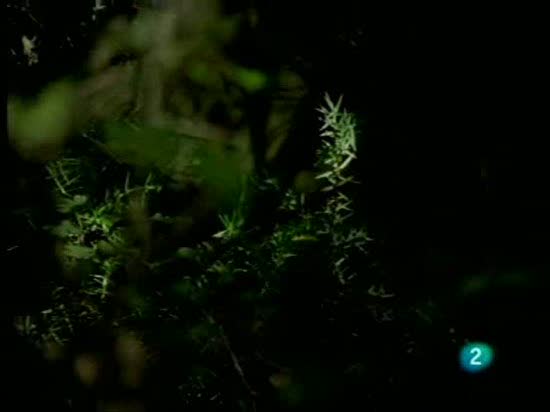 El hombre y la tierra - El 'hormigueo' del p&aacute;jaro picapinos