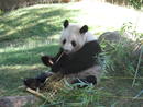 Hua Zui Ba podr&iacute;a estar embarazada y dar a luz en el zoo de Madrid.