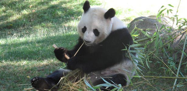Hua Zui Ba, la hembra del zoo de Madrid, comiendo bamb&uacute;