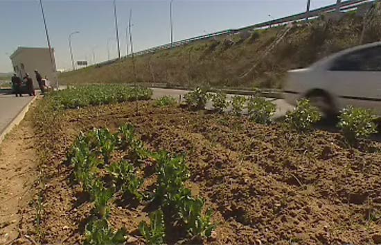 Cada vez m&aacute;s personas se animan a hacerse su propio huerto para tener alimentos m&aacute;s frescos y sin pesticidas