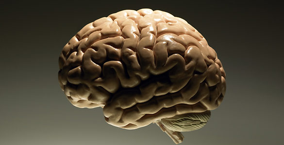 Los humanos son los únicos primates cuyo cerebro encoge con la edad