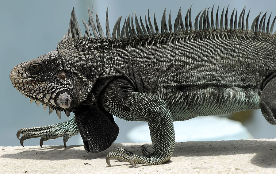 Una iguana de ciudad