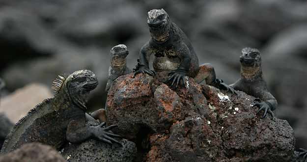 Iguanas marinas en unas rocas del Parque Nacional de Gal&aacute;pagos