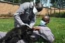 Los t&eacute;cnicos del Parque Nacional de Vidunga acarician al cachorro de gorila de monta&ntilde;a rescatado por la polic&iacute;a de Ruanda