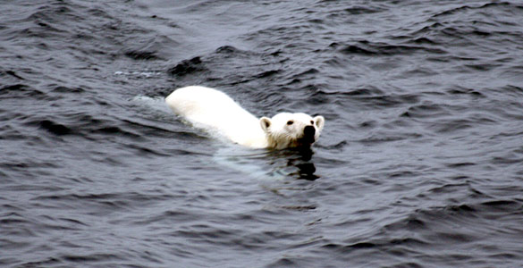Imagen de archivo de una osa polar nadando