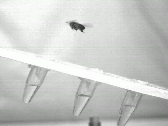 Imagen ralentizada de una abeja pos�ndose