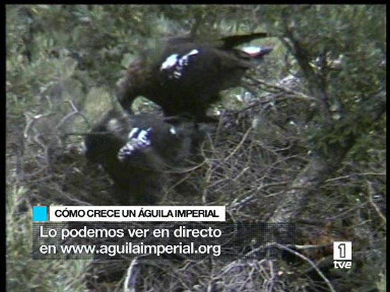 Ver v&iacute;deo  'Im&aacute;genes &uacute;nicas de una cr&iacute;a de &aacute;guila imperial ib&eacute;rica.'