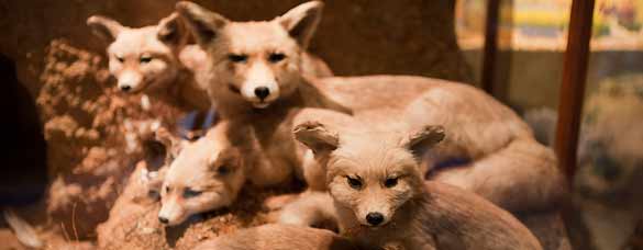 Un grupo de zorros disecados descansando miran con ojos tiernos desde una vitrina