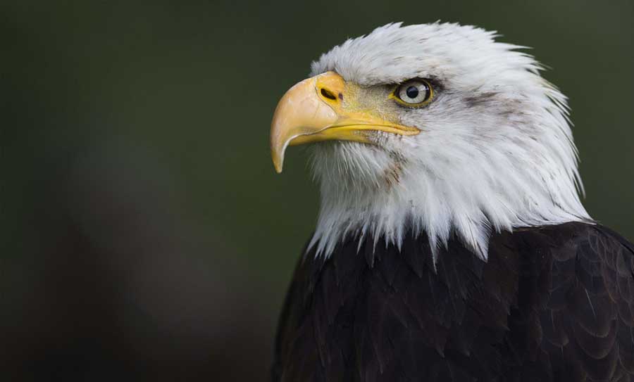 Imponente águila africana