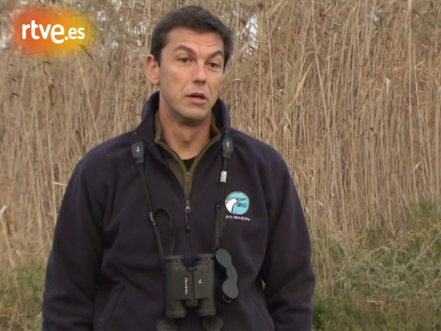 Cr&oacute;nicas - 'El Hondo', humedal fundamental para la conservaci&oacute;n de especies acu&aacute;ticas 