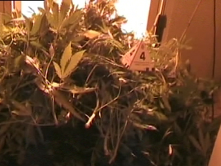 Las incautaciones de plantaciones de marihuana han aumentado un 30%