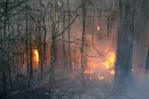 Un incendio forestal afecta al parque natural de las Fragas do Eume.