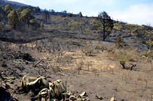 INCENDIOS FORESTALES EN LA PALMA